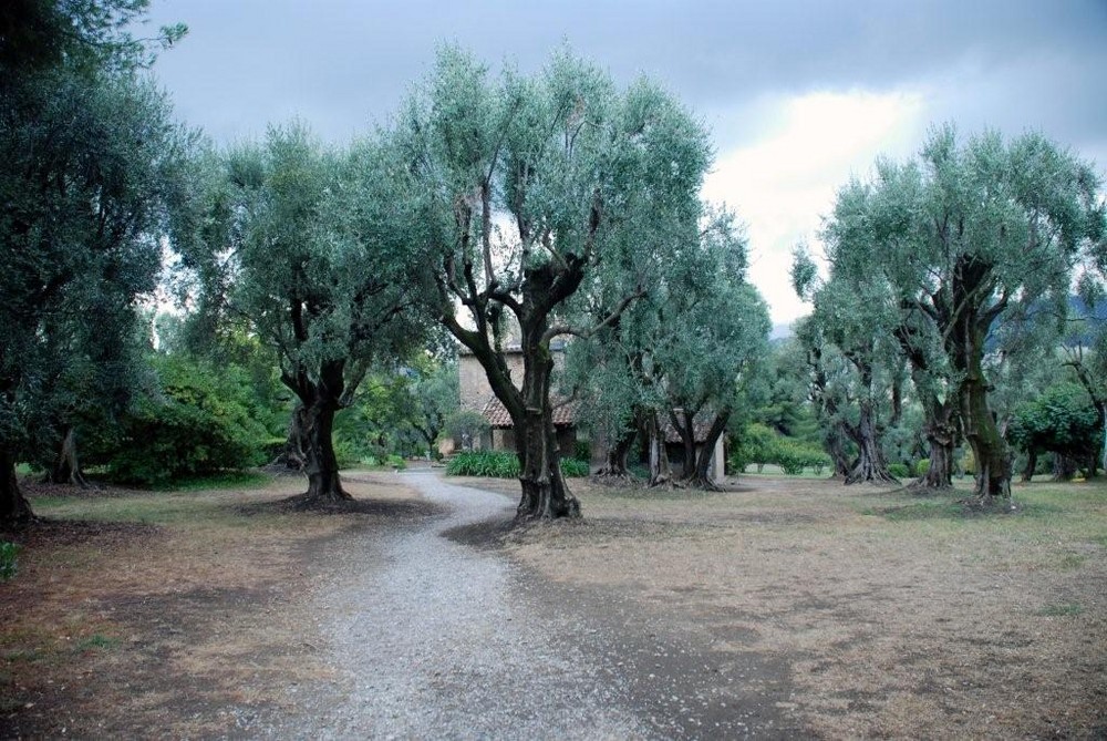 Renoir's garden