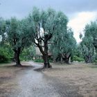 Renoir's garden