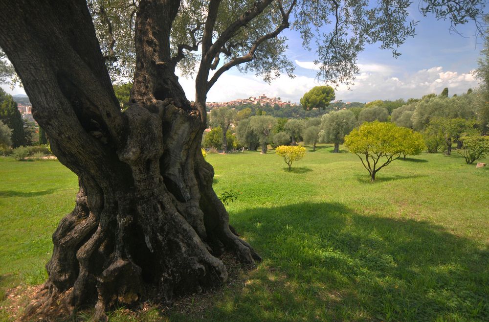 Renoirs Garten3