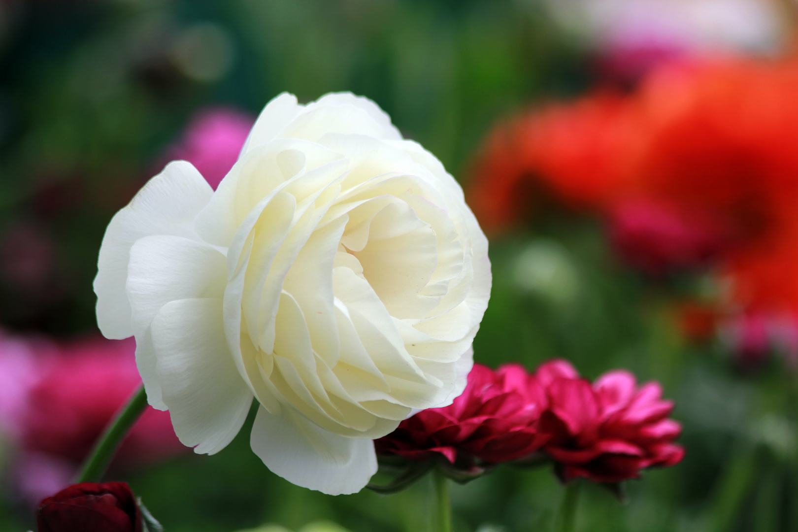 renoncule blanche photo et image | fleurs, nature Images fotocommunity