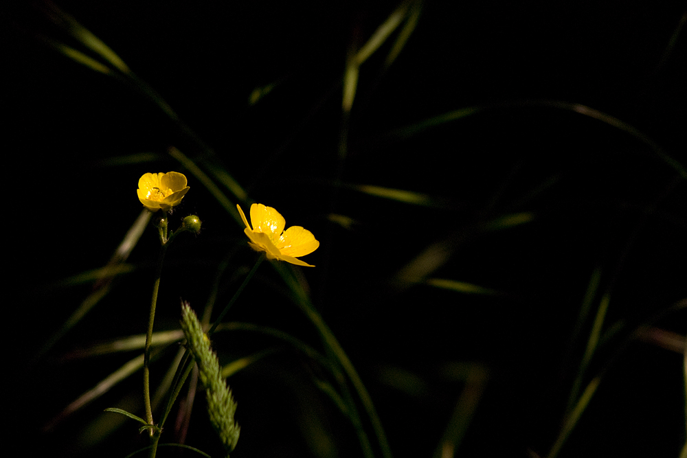 renoncule âcre ou bouton d'or