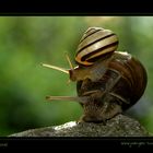 Rent a snail