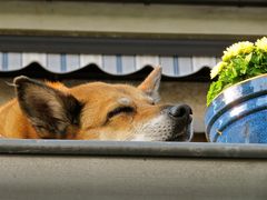 Rente auf Balkonien