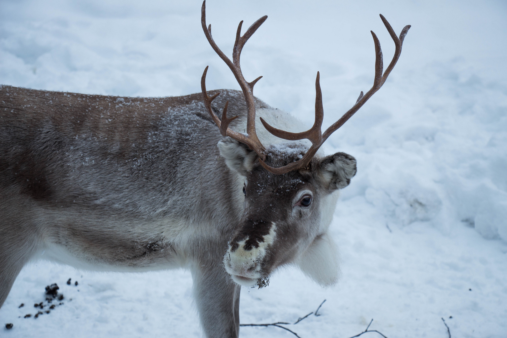 Rentier Foto & Bild tiere, lieblingsbilder, lappland Bilder auf