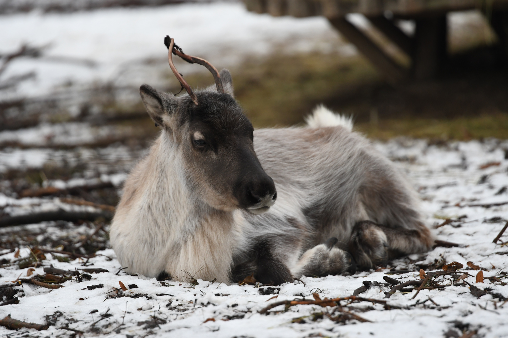 Rentier Foto & Bild | tiere, zoo, wildpark & falknerei, säugetiere
