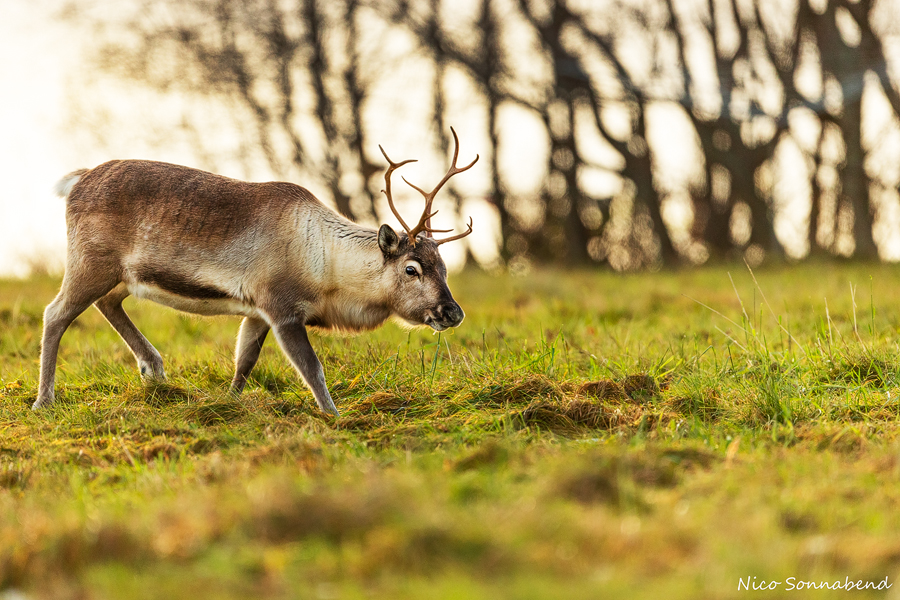 Rentier Foto & Bild | canon, winter, meer Bilder auf fotocommunity