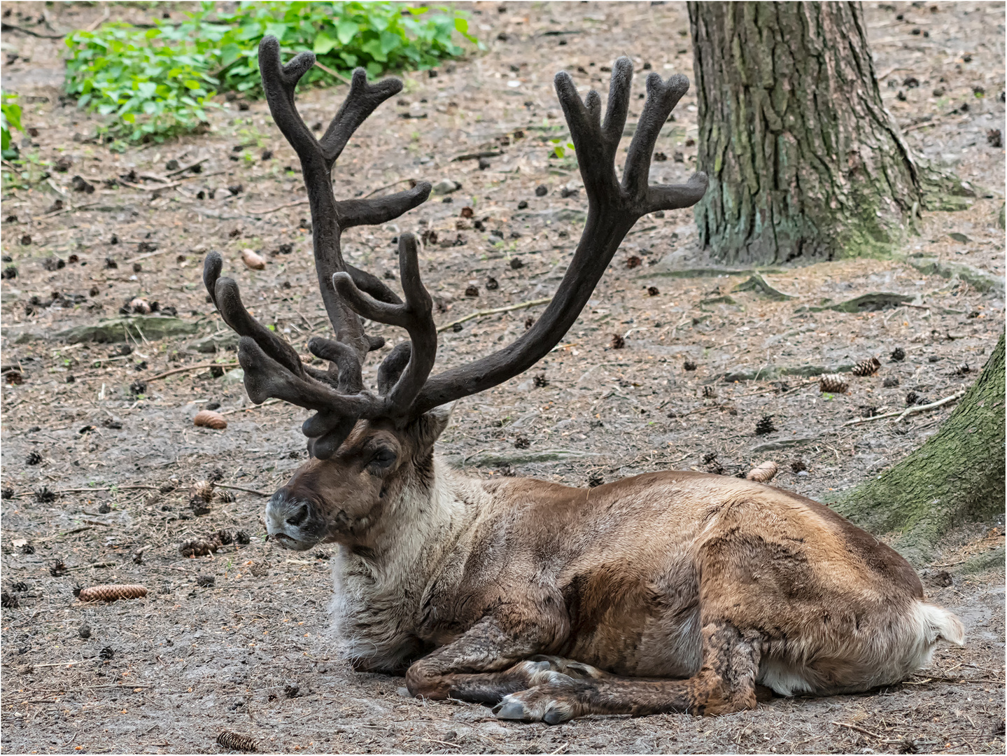 Rentier Foto & Bild nature, natur, portrait Bilder auf