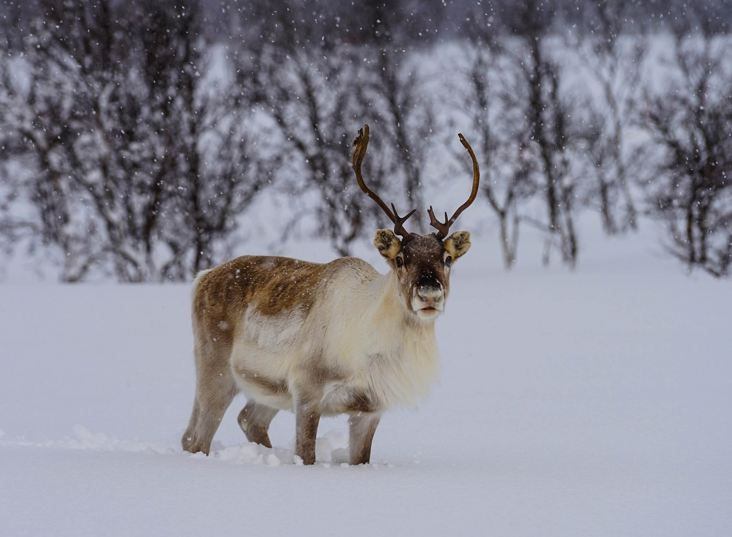 Rentier Foto & Bild world, winter, natur Bilder auf