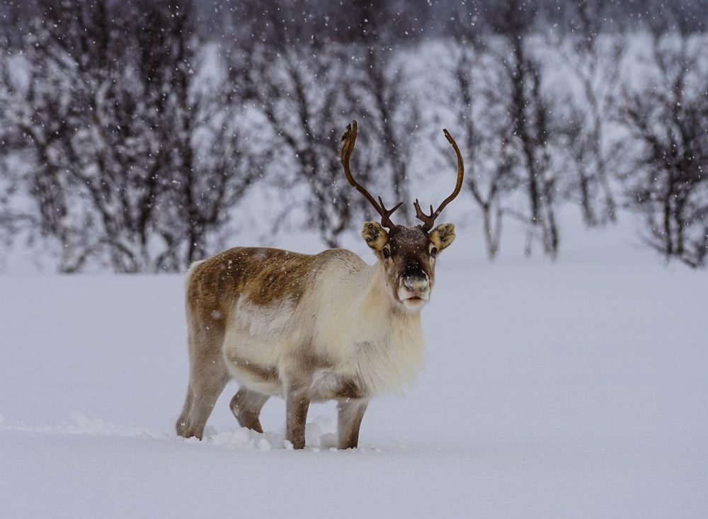 Rentier Foto & Bild | world, winter, natur Bilder auf fotocommunity