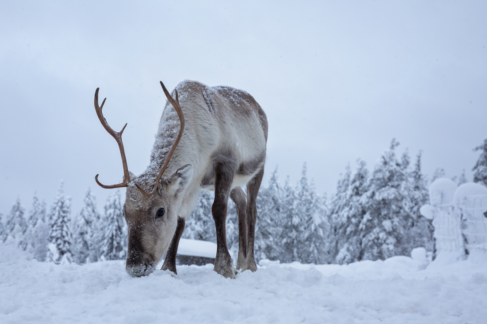 Rentier auf Augenhöhe Foto & Bild  tiere, snow, natur Bilder auf 