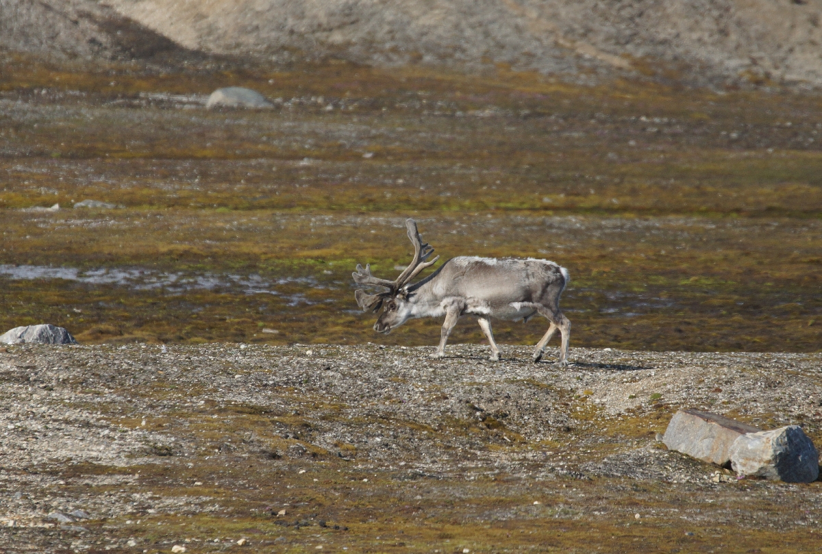 Rentier auf Spitzbergen.