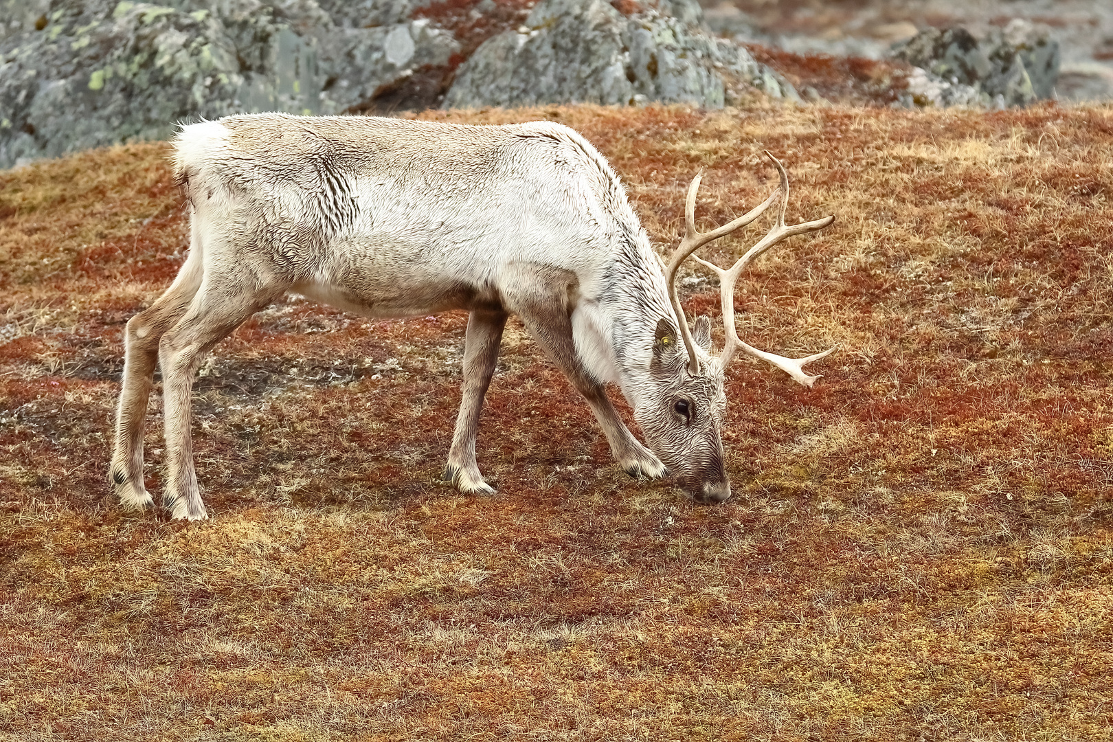 Rentier Foto & Bild | tiere, wildlife, natur Bilder auf fotocommunity