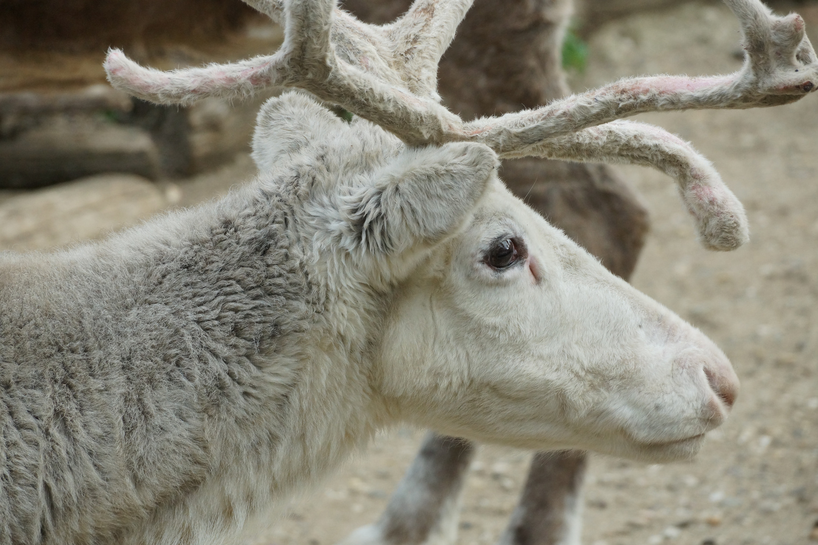 Rentier Foto & Bild | tiere, zoo, wildpark & falknerei, säugetiere