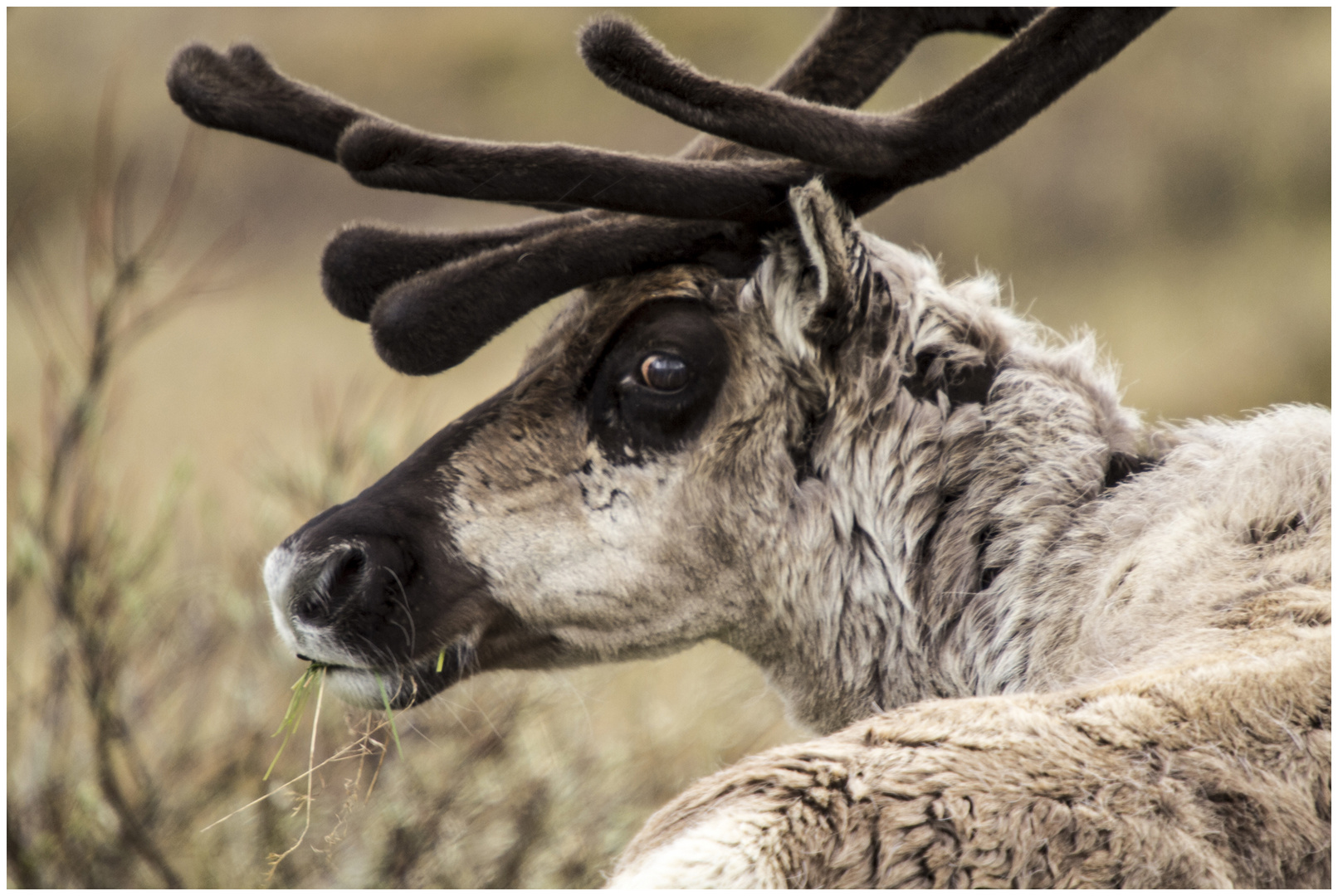 Rentier Foto & Bild  tiere, wildlife, wildlife: sonstige tiere Bilder 