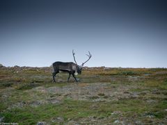 Rentier im Fjäll