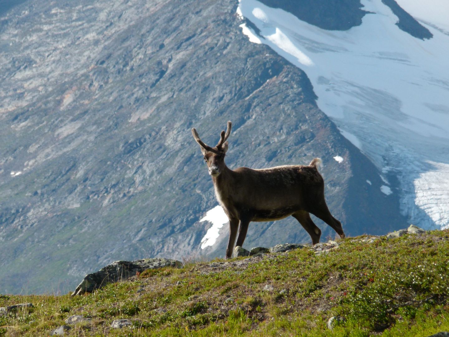 Rentier im Sarek-Nationalpark Lappland/Schweden