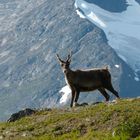 Rentier im Sarek-Nationalpark Lappland/Schweden