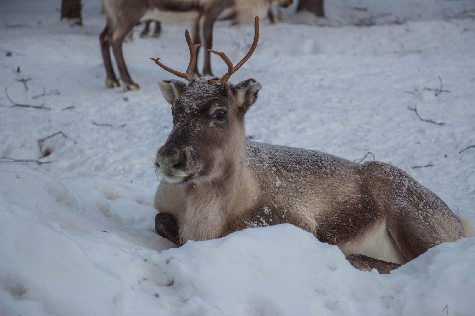 Rentier im Schnee Foto & Bild tiere, lappland, rentier Bilder auf
