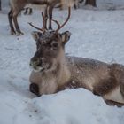 Rentier im Schnee