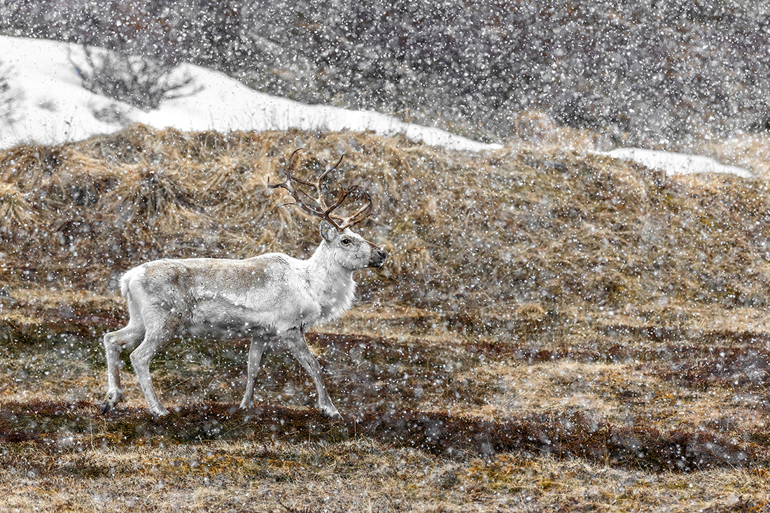 Rentier im Schneegestöber