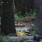 Rentier im Yosemite NP