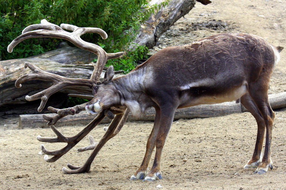 Rentier im Zoom Erlebnis Zoo Gelsenkirchen 2008