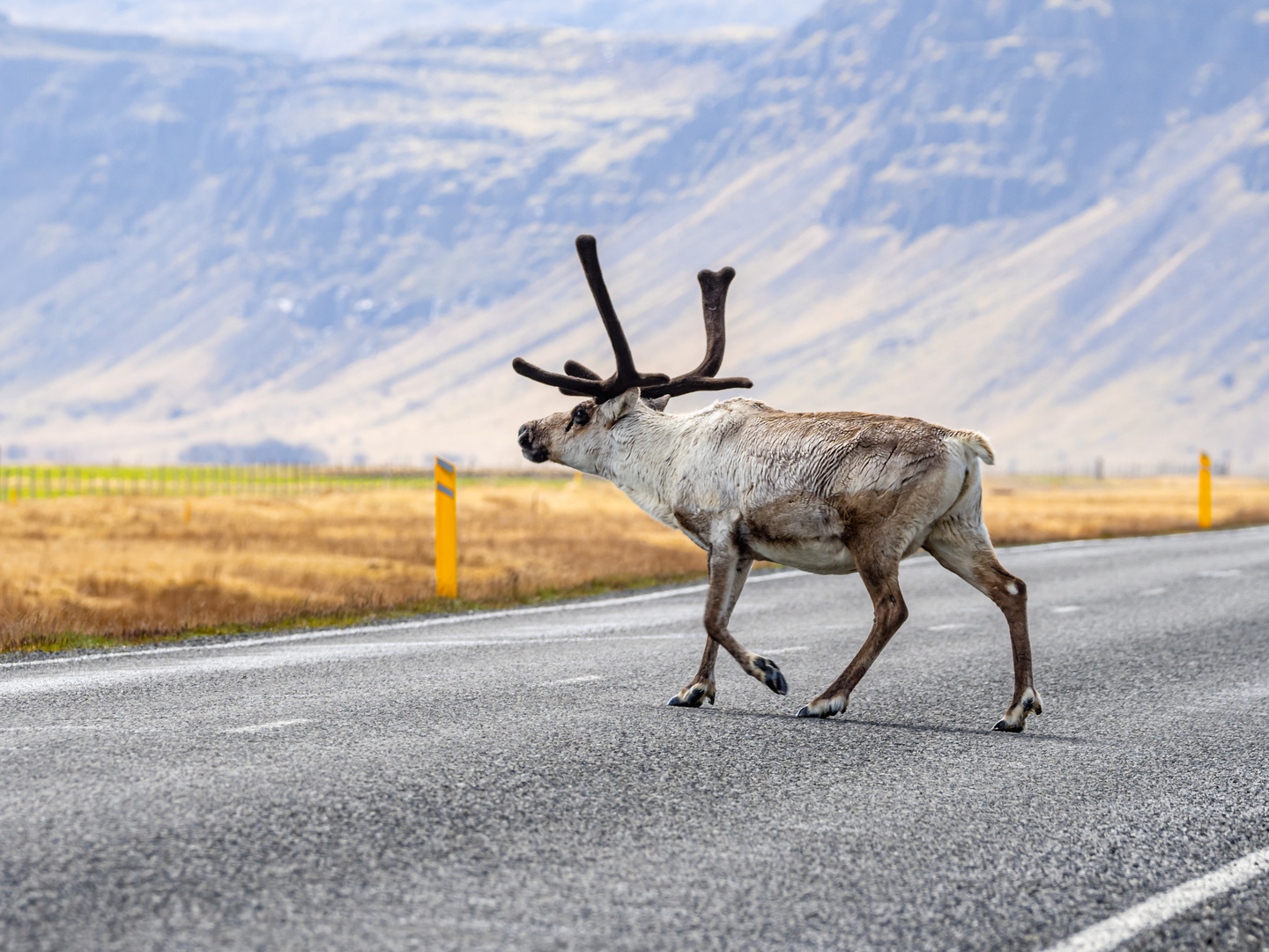 Rentier in freier Natur Foto & Bild | tiere, wildlife, wildlife