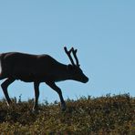 Rentier in Lappland