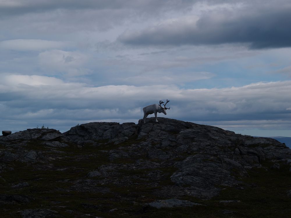 Rentier in Norwegen