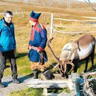 Rentier in Norwegen mit den Hurtigrouten