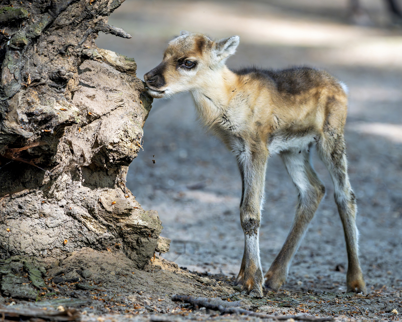 Rentier Kalb