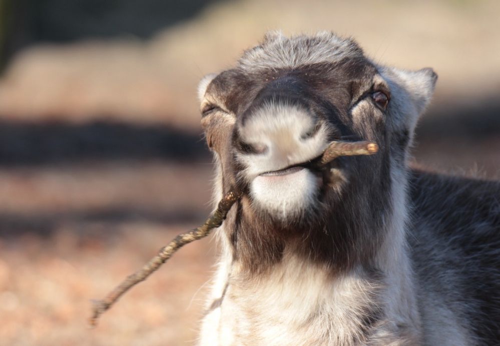 RENTIER keep cool, baby! Foto & Bild zoo, pflanzenfresser, rentier