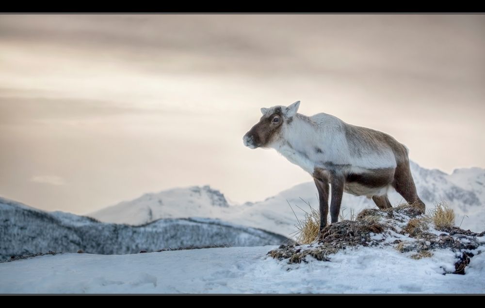 Rentier - Norwegen