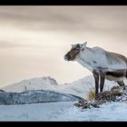 Rentier - Norwegen