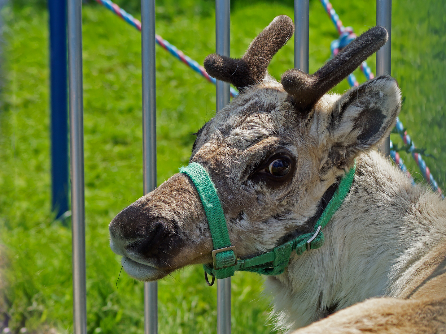 Rentier (Rangifer tarandus)