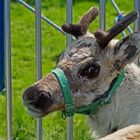 Rentier (Rangifer tarandus)