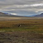 Rentier - Spitzbergen