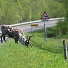 Rentier und Elch auf einem Bild ;-)