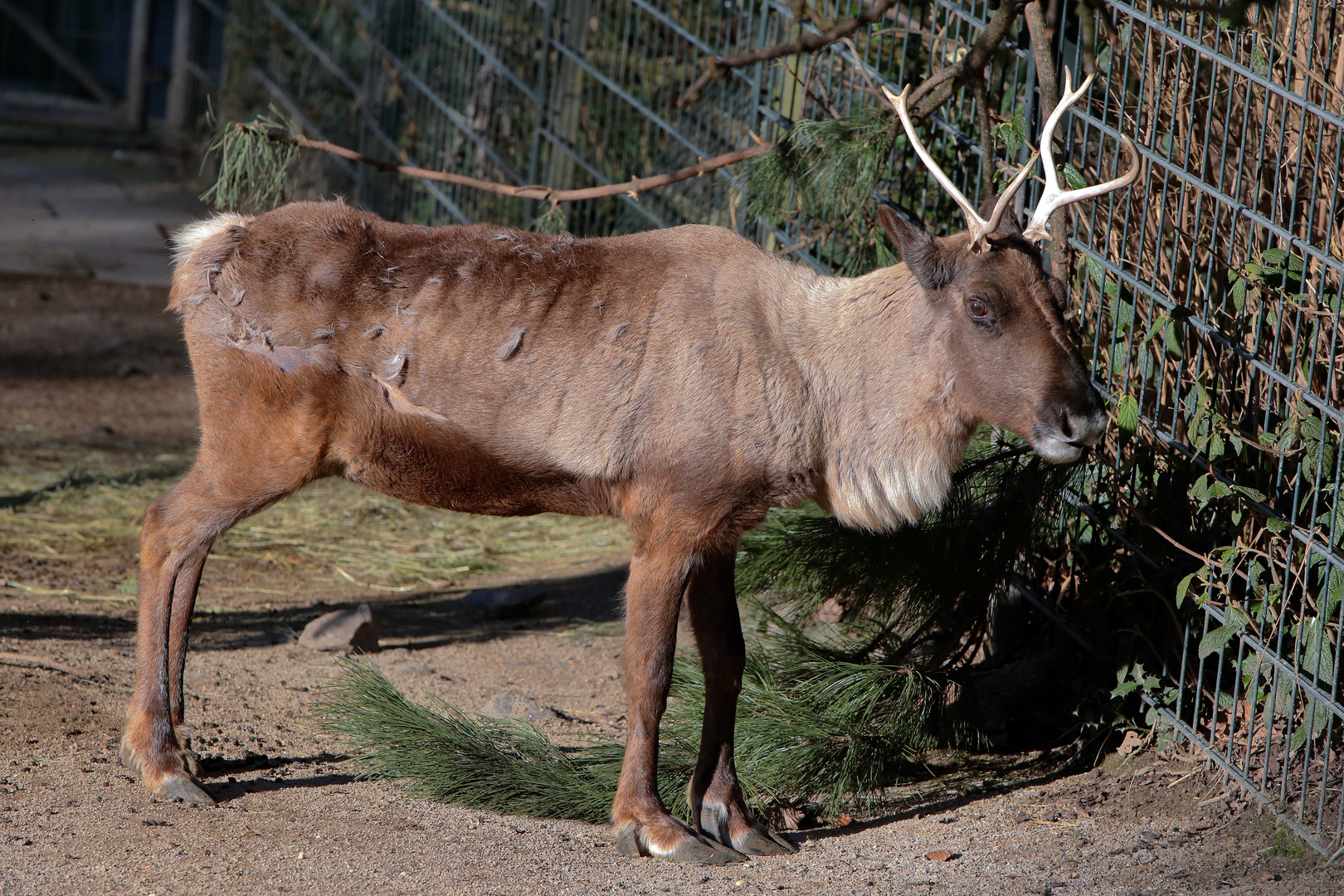 Rentier - Zoo Dortmund