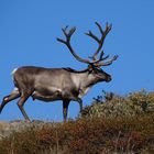 Rentierbulle in Westgrönland