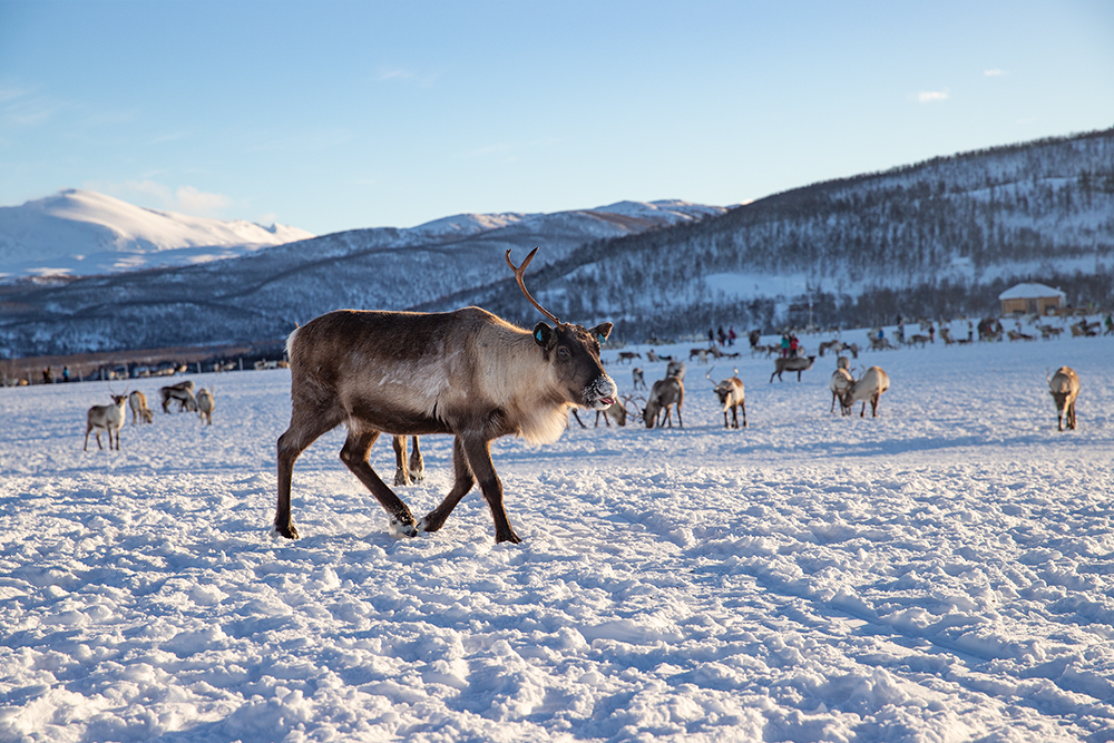Rentiere Foto & Bild | europe, scandinavia, norway Bilder auf fotocommunity