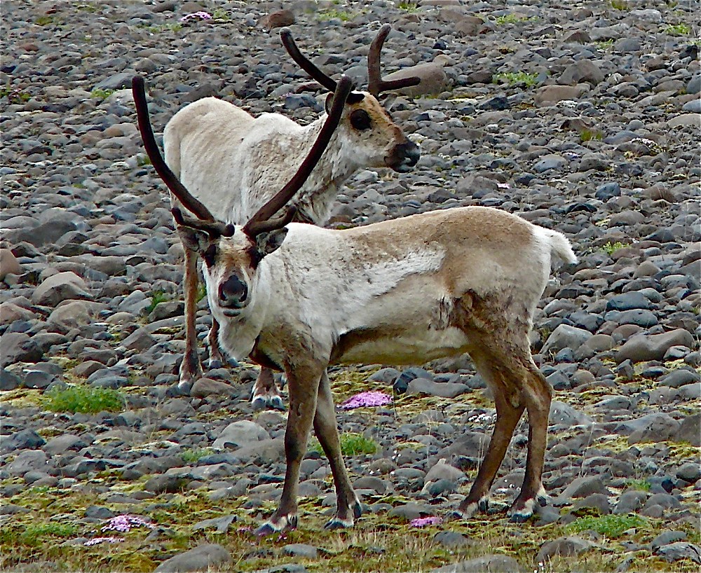 Rentiere am Flaajökull