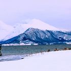 Rentiere am Schiffswrack in Tisnes