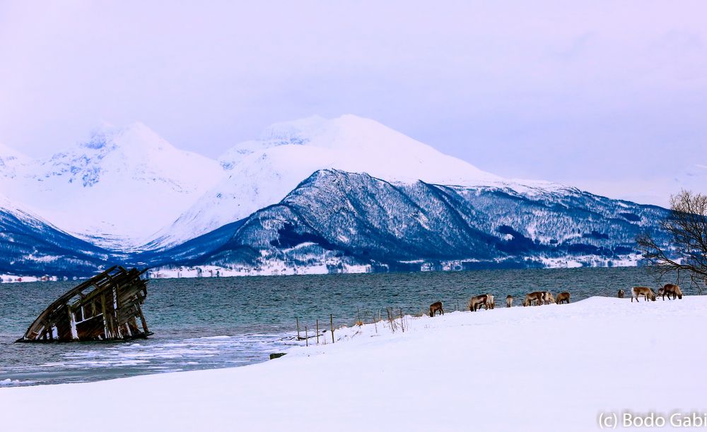 Rentiere am Schiffswrack in Tisnes