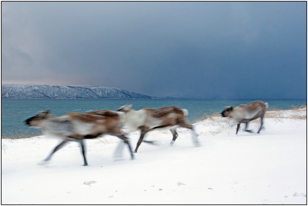 Rentiere am Skarsfjord