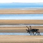 Rentiere am Strand