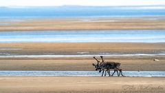 Rentiere am Strand