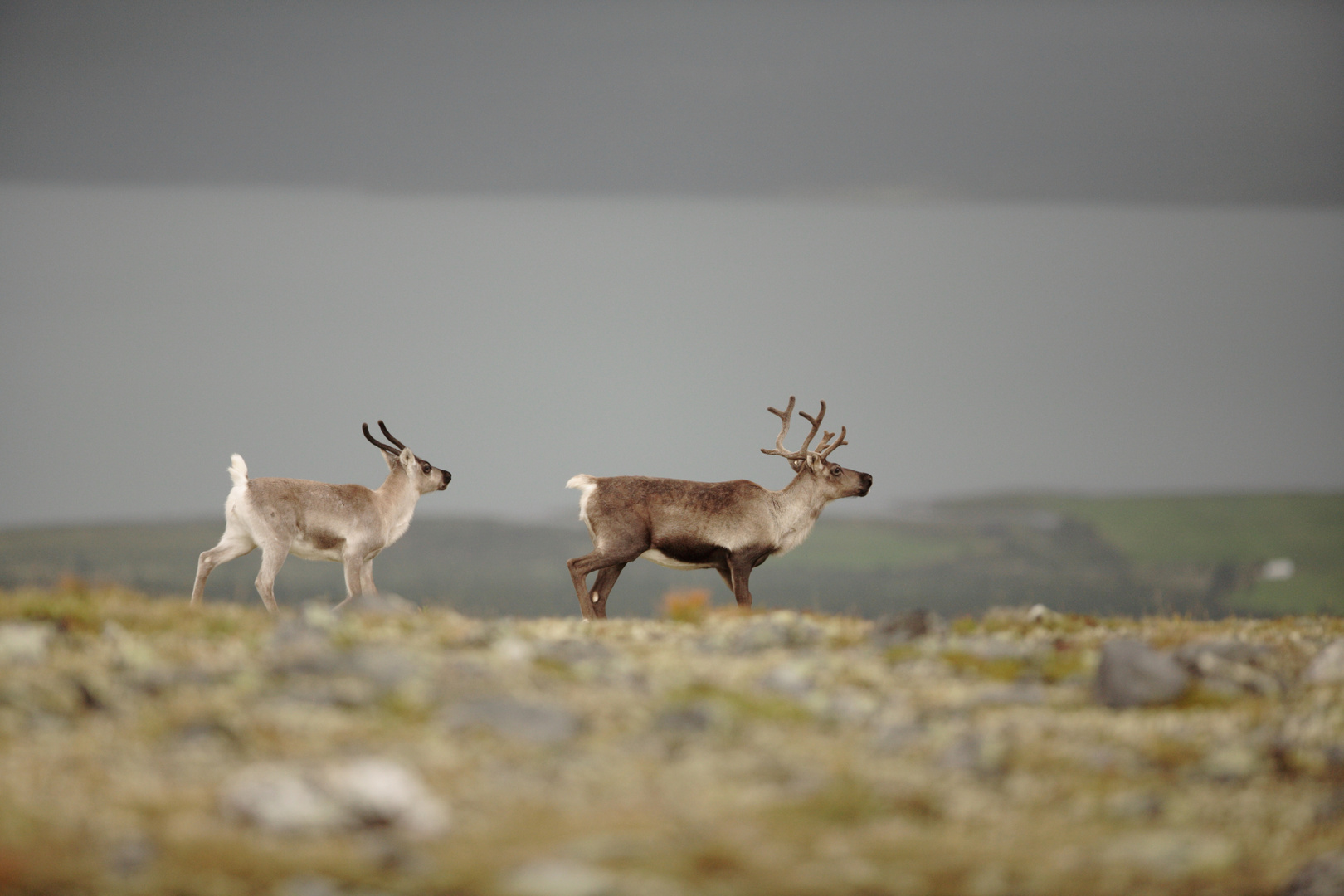 Rentiere auf der Herbstweide, Dovrefjell