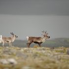 Rentiere auf der Herbstweide, Dovrefjell