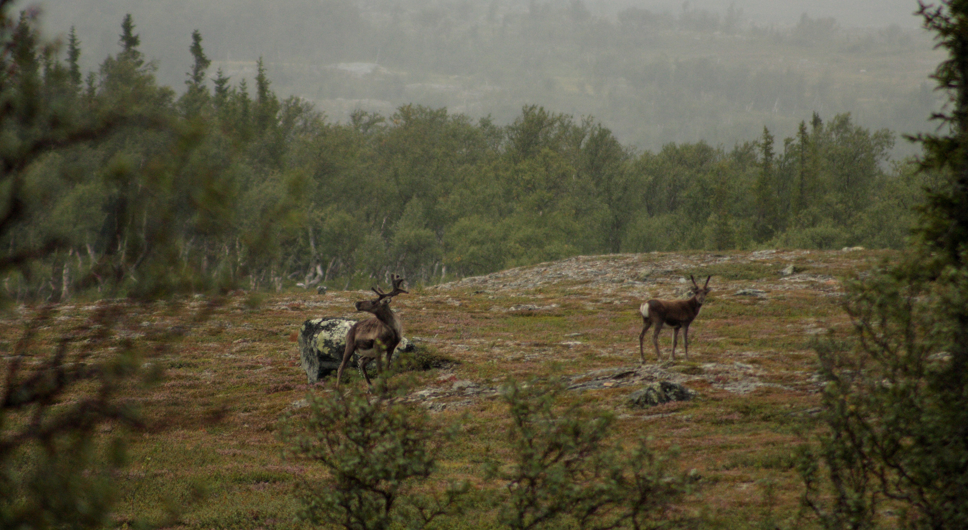 Rentiere bei Vålådalen